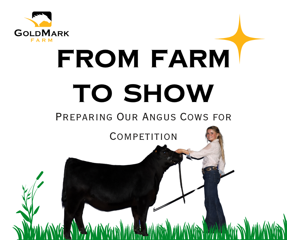 Angus Cattle | How Cows go from Farm to Show